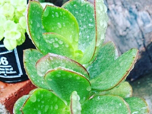 金のなる木の育て方 剪定や挿し木 植え替えの方法は 花を咲かせるコツはなに Greensnap グリーンスナップ 金のなる木の育て方 剪定や挿し木 植え替えの方法は 花を咲かせるコツはなに Greensnap グリーンスナップ