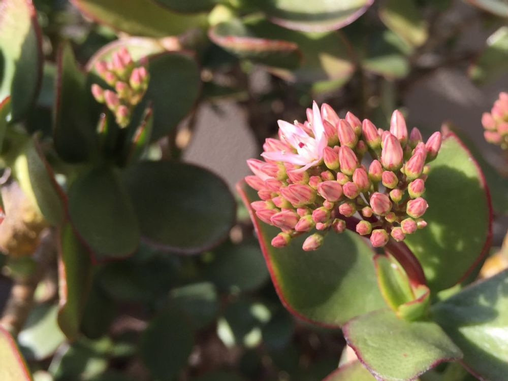 金のなる木の花