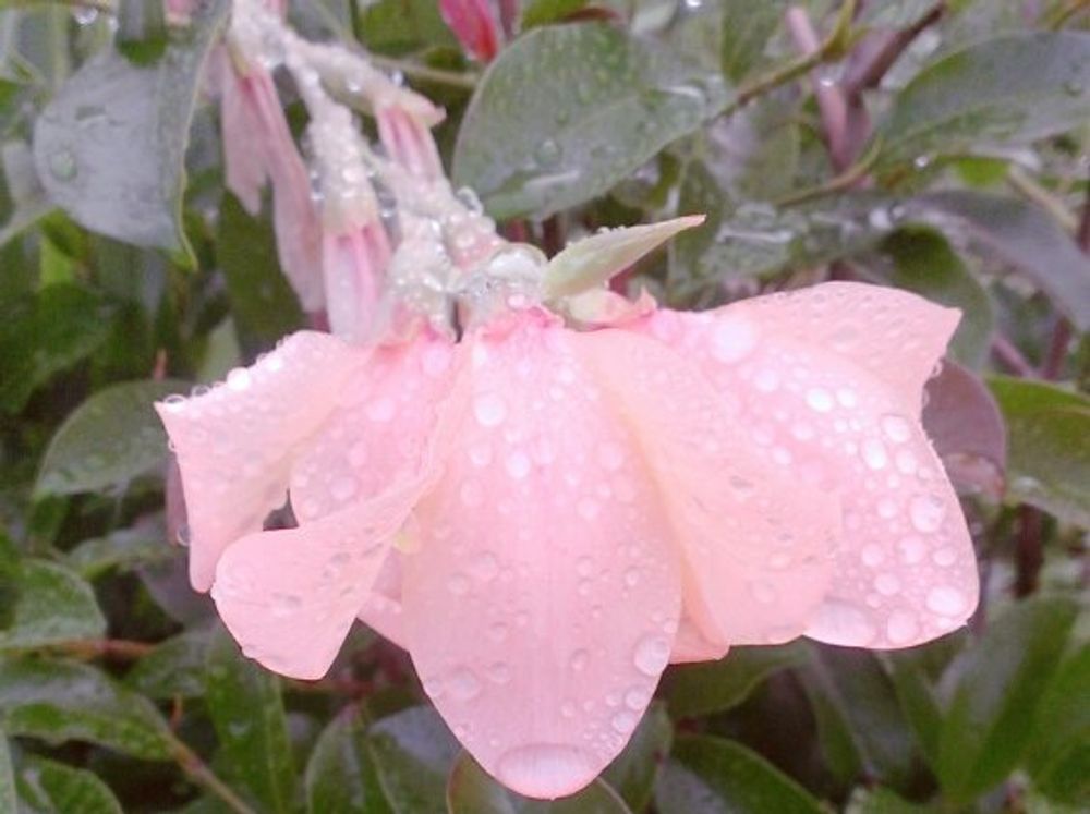 グラジオラス　薄桃色の花