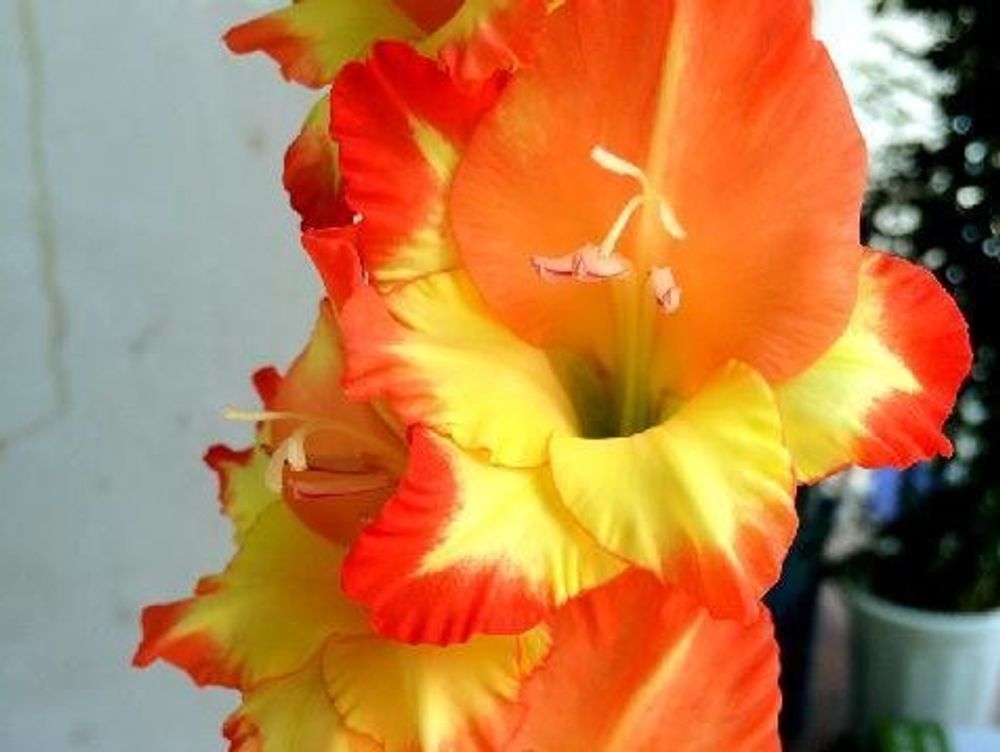 グラジオラス 　オレンジ色の花