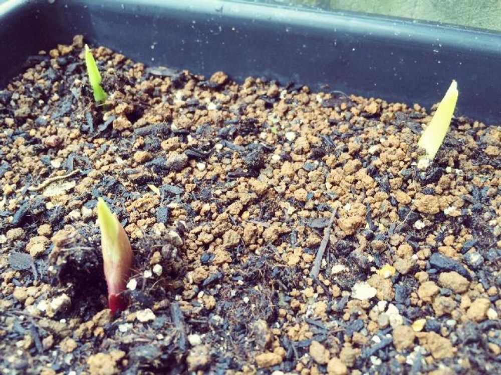 グラジオラス　苗　プランター