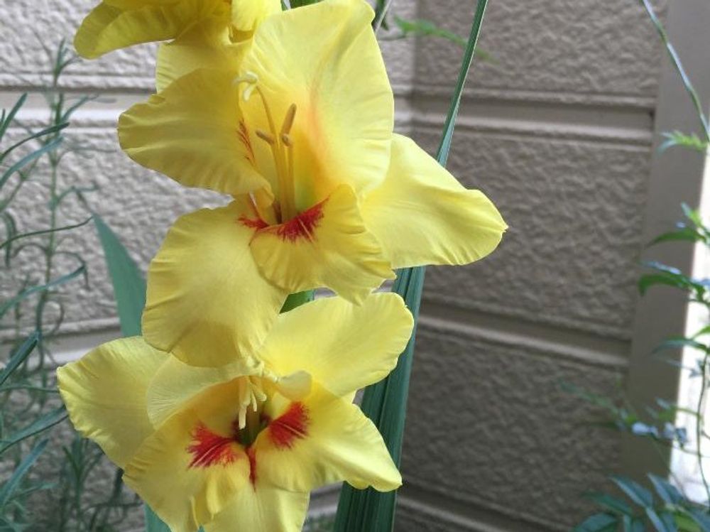 グラジオラス　黄色い花