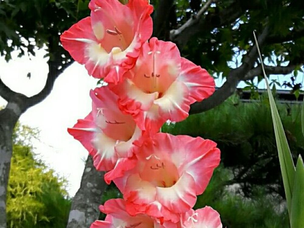 グラジオラス　赤い花