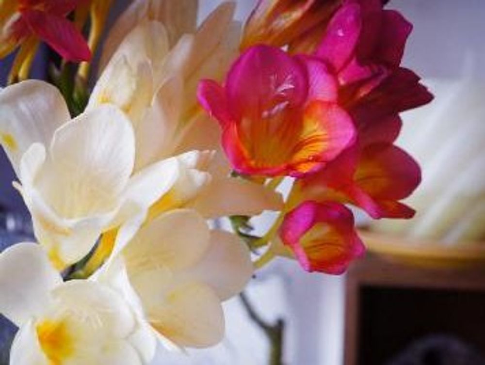 フリージア　紅白の花