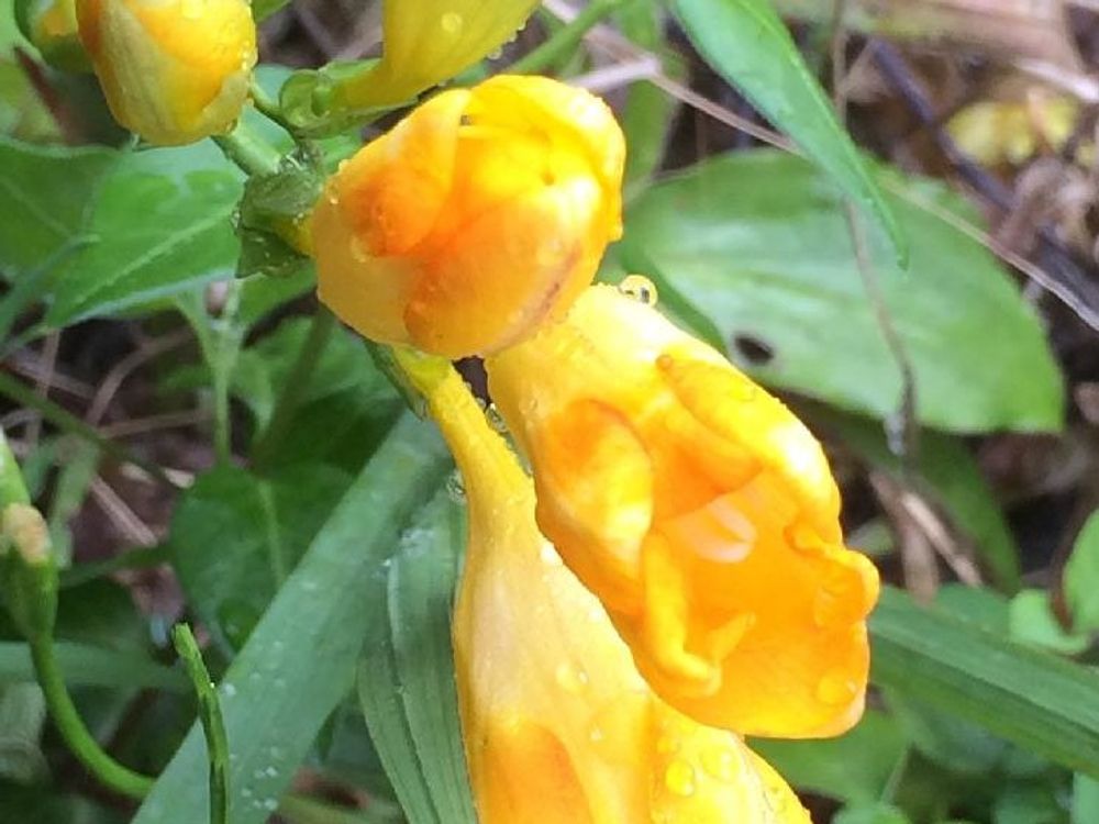 フリージア　黄色い花