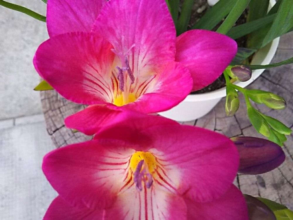 フリージア　紫色の花