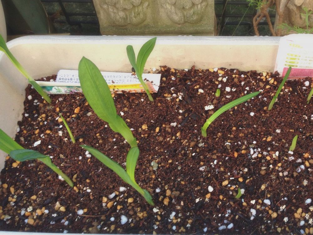 フリージア　プランター