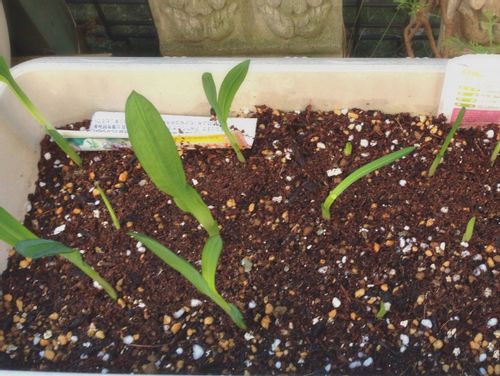 フリージアの育て方 球根の管理方法や植え方 増やし方は Greensnap グリーンスナップ