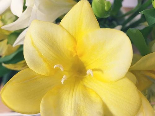 フリージアの育て方 球根の管理方法や植え方 増やし方は Greensnap グリーンスナップ