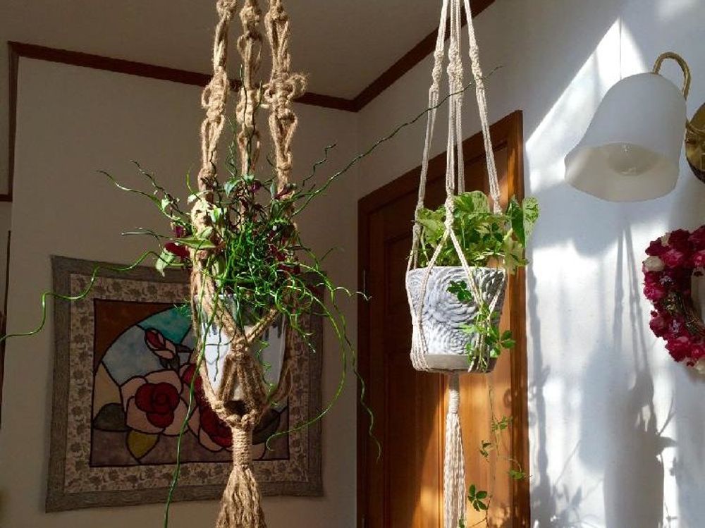 ラセンイ　エアプランツ　屋内