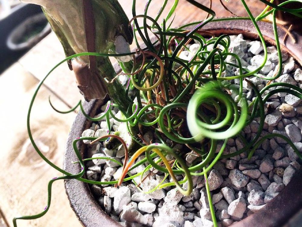 ラセンイ　鉢植え　葉