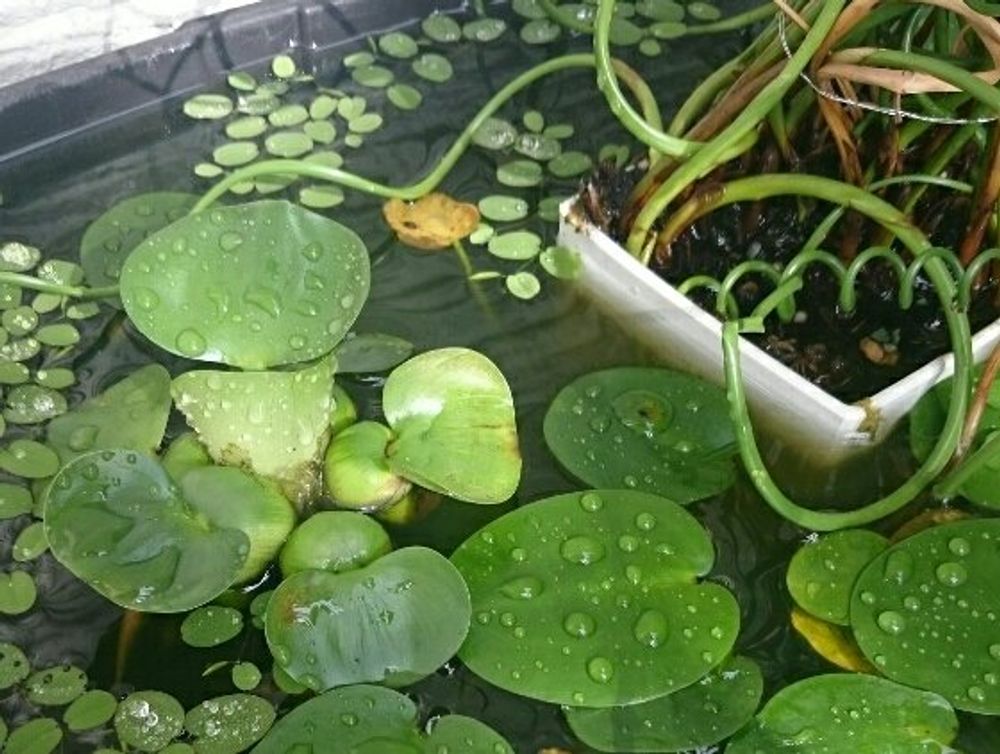ラセンイ　葉　水面
