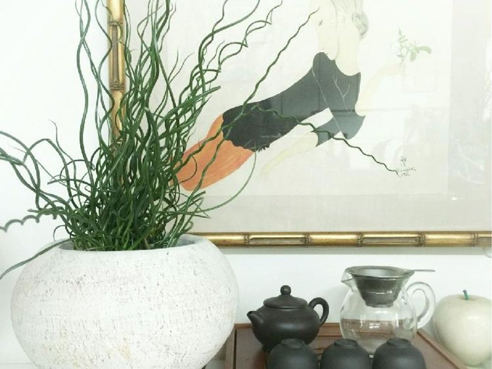 ラセンイ　鉢植え