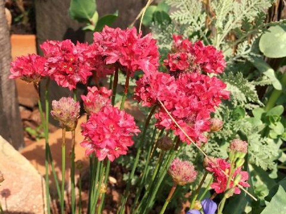 アルメリア　赤い花