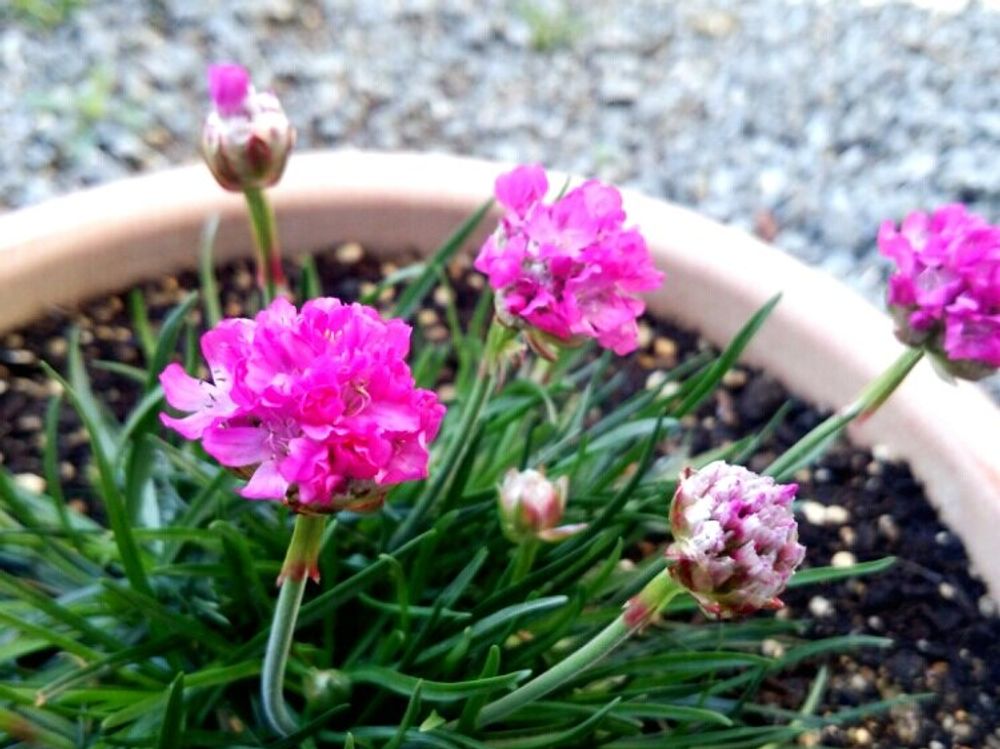 アルメリア　鉢植え　ピンク色の花