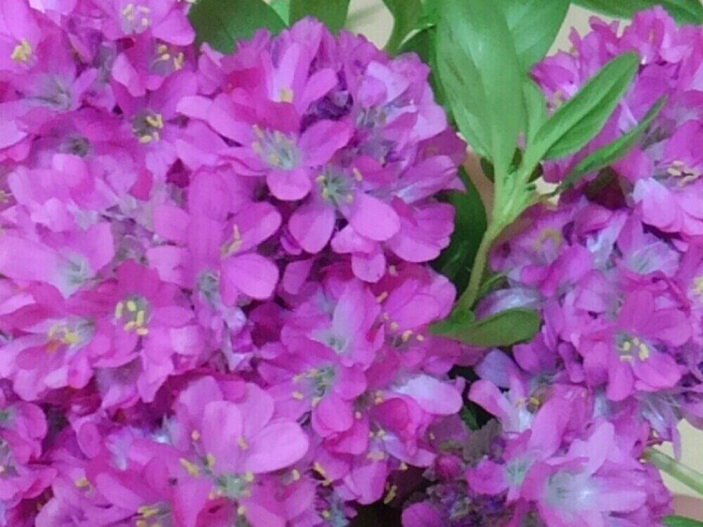 アルメリア　紫色の花