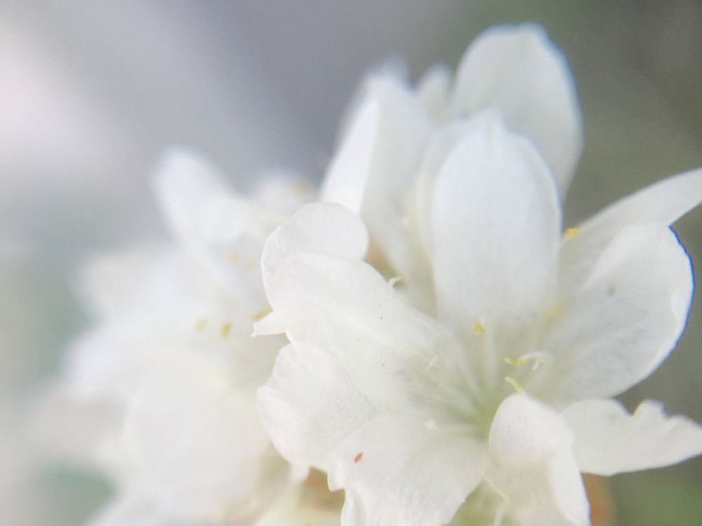 アルメリア　白い花