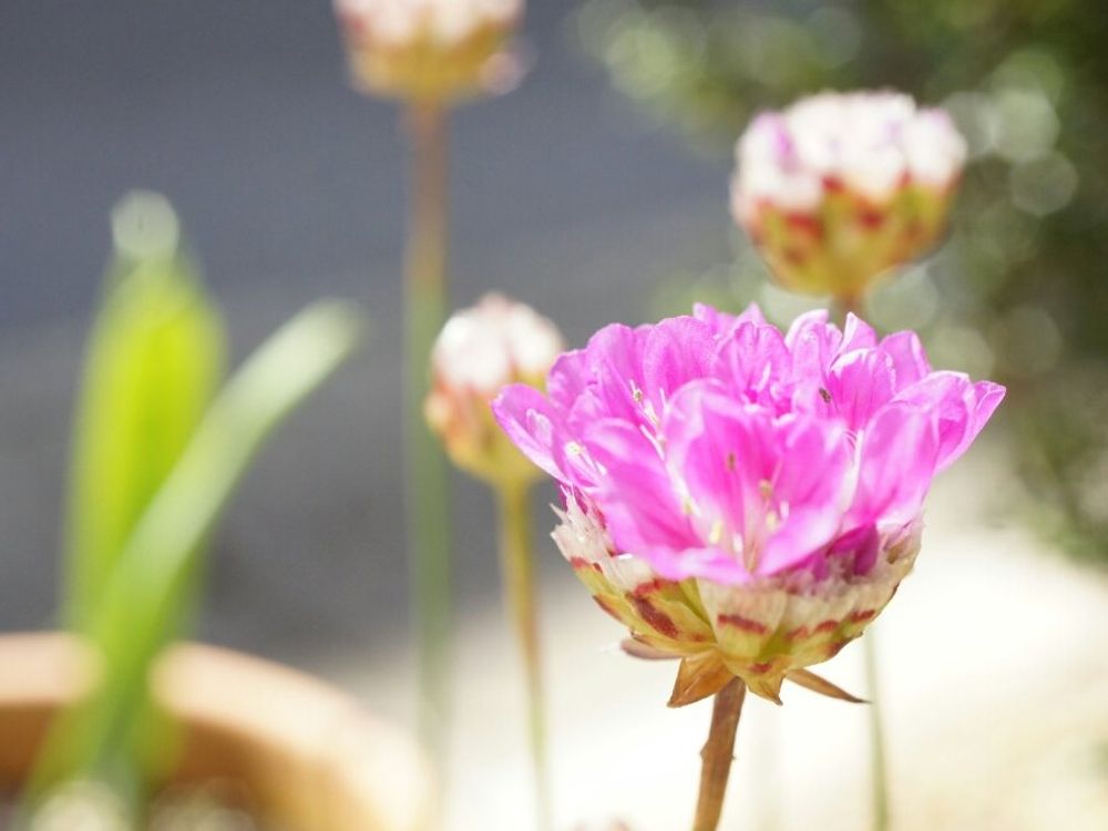 アルメリア　ピンク色の花