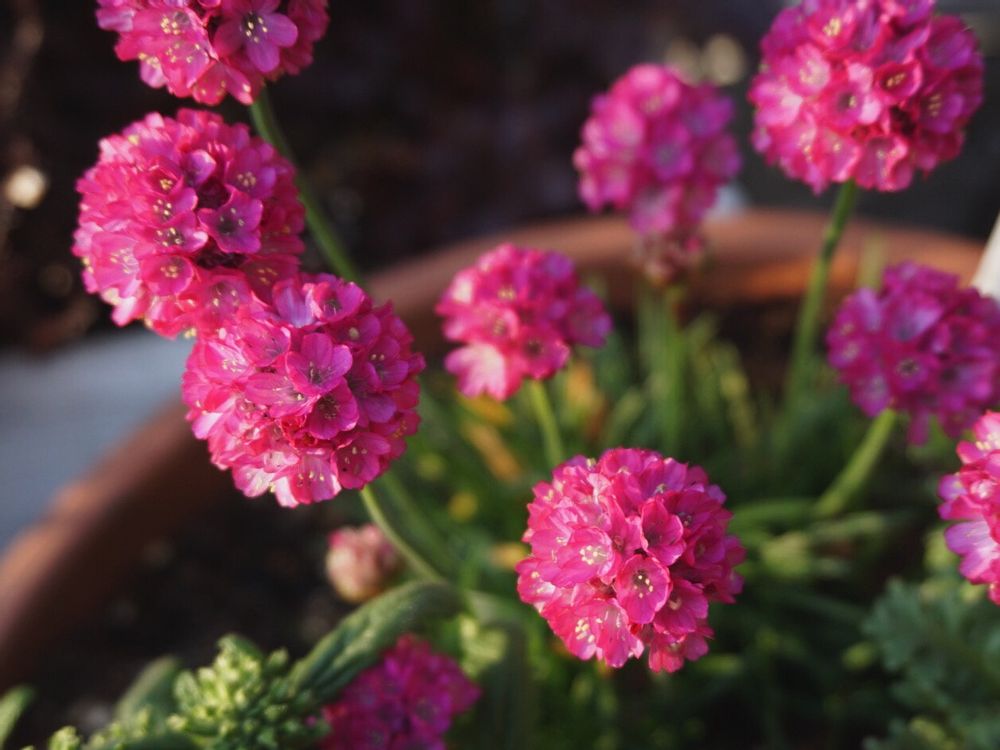 Photo by mint teaさん