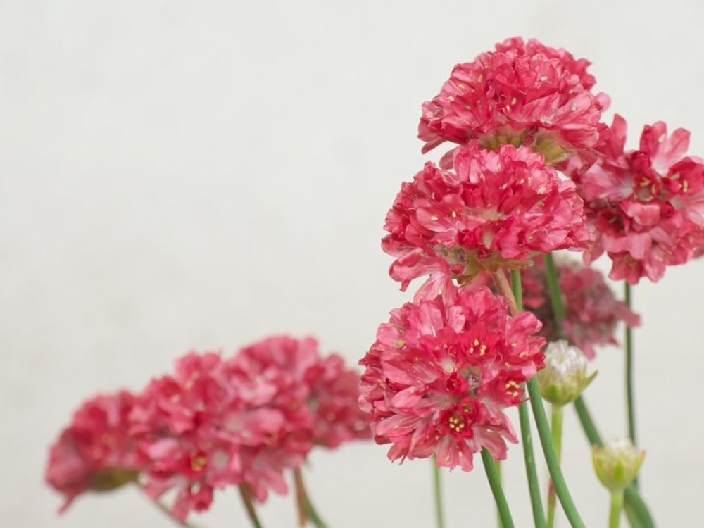 アルメリア　赤い花