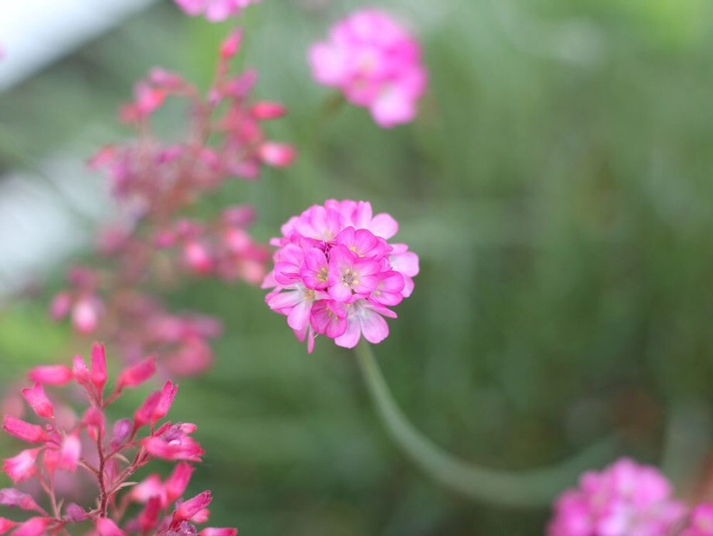 アルメリア　ピンク色