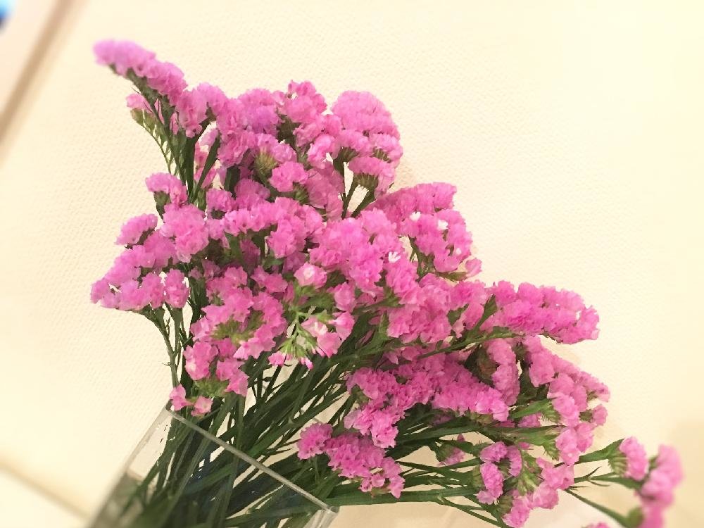 スターチス　ピンク色の花