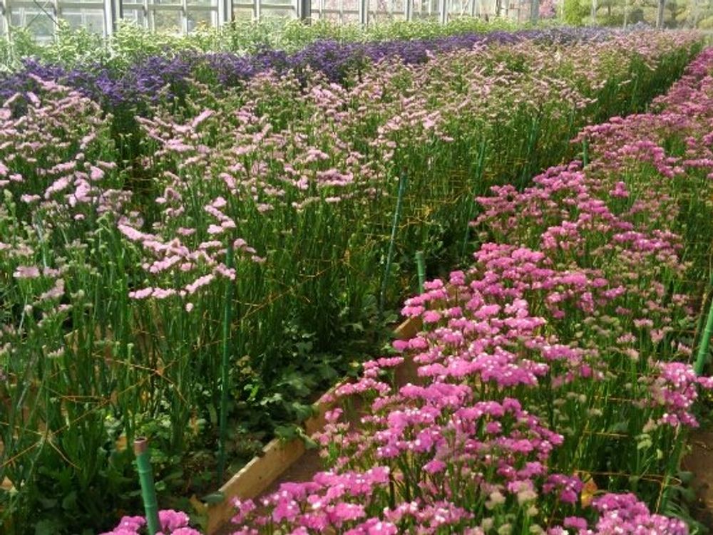 スターチス　ピンク色の花