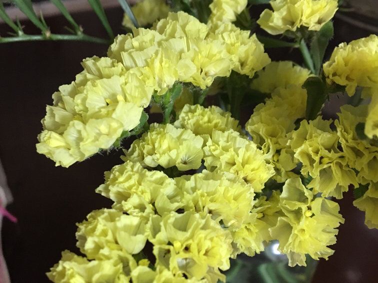 スターチス　黄色い花
