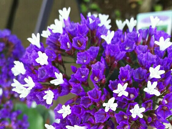 スターチス　紫色の花