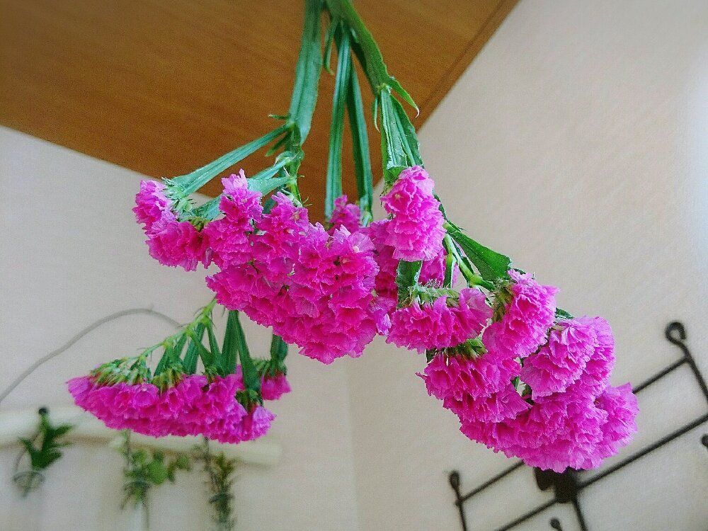 スターチス　ピンク色の花