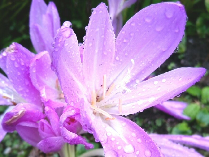 コルチカム(イヌサフラン)　ピンク色の花　水滴