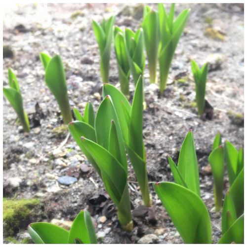 コルチカム イヌサフラン の育て方 植え付け時期や球根の増やし方は Greensnap グリーンスナップ