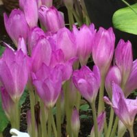 コルチカム(イヌサフラン)の育て方｜植え付け時期や球根の増やし方は？の画像