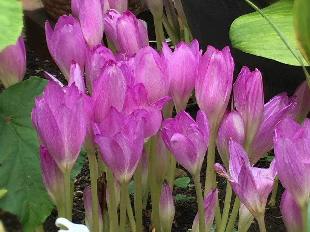 コルチカム(イヌサフラン)　ピンク色の花