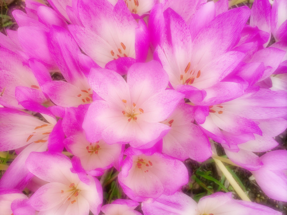 コルチカム(イヌサフラン)　ピンク色の花