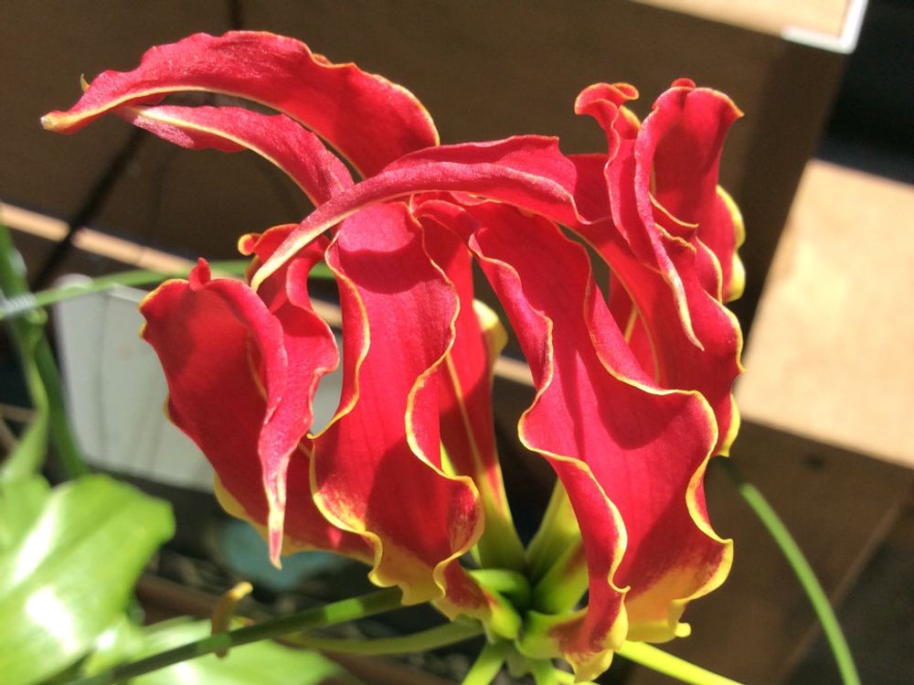 グロリオサ 　赤い花