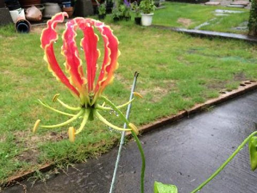 グロリオサ　赤い花