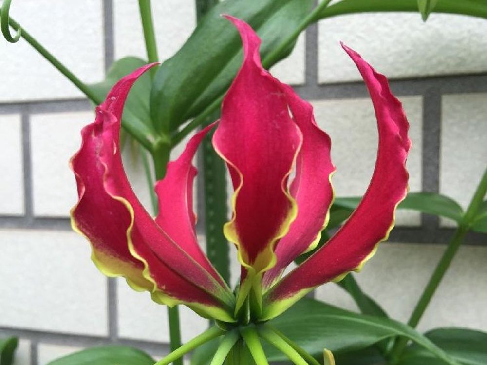 グロリオサ　赤い花