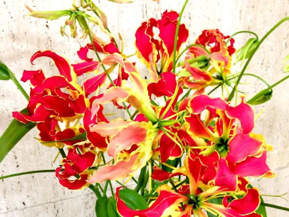 グロリオサ　赤い花