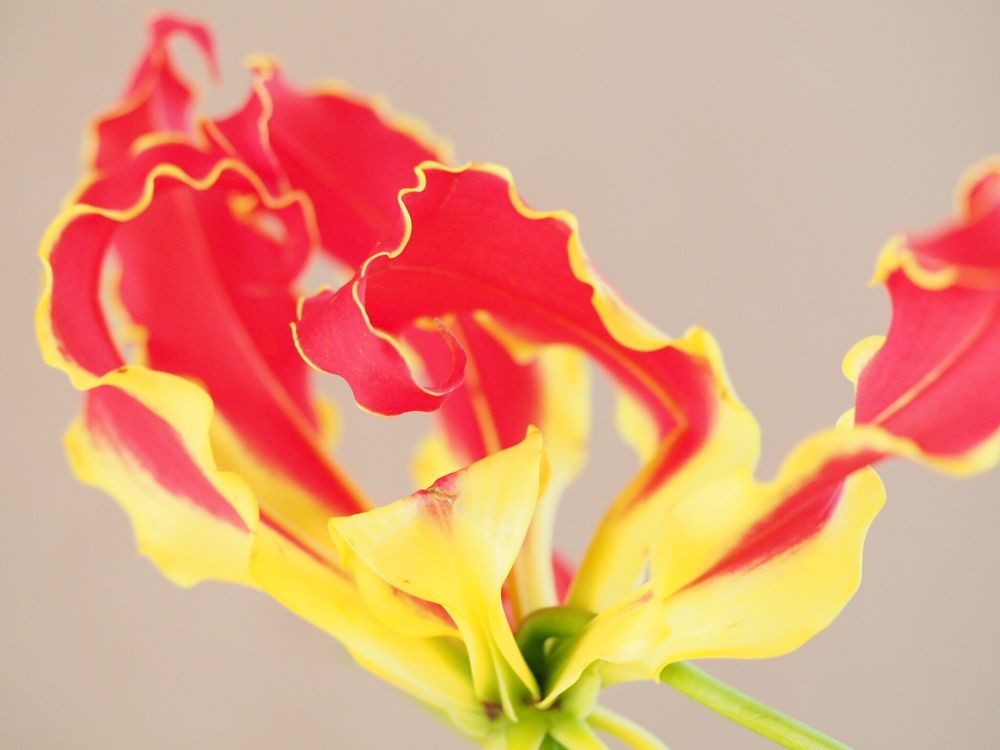 グロリオサ　赤い花