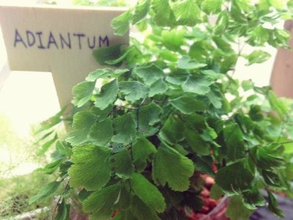 鉢植えで育てられているアジアンタム