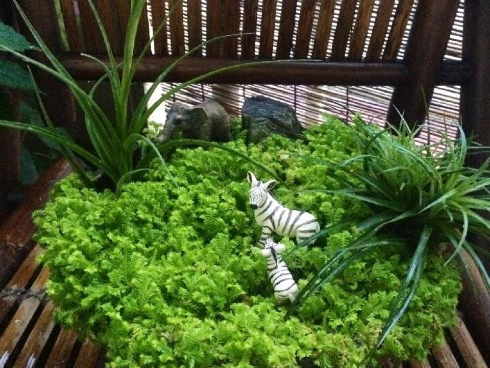 セラギネラ　鉢植え　葉