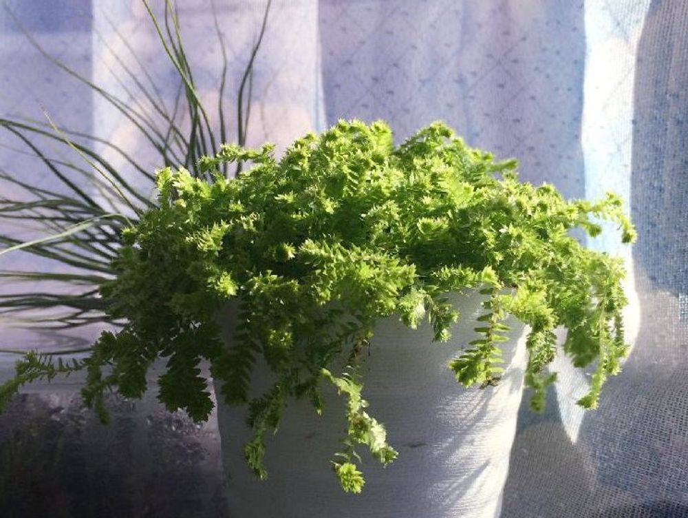 セラギネラ　鉢植え　カーテン