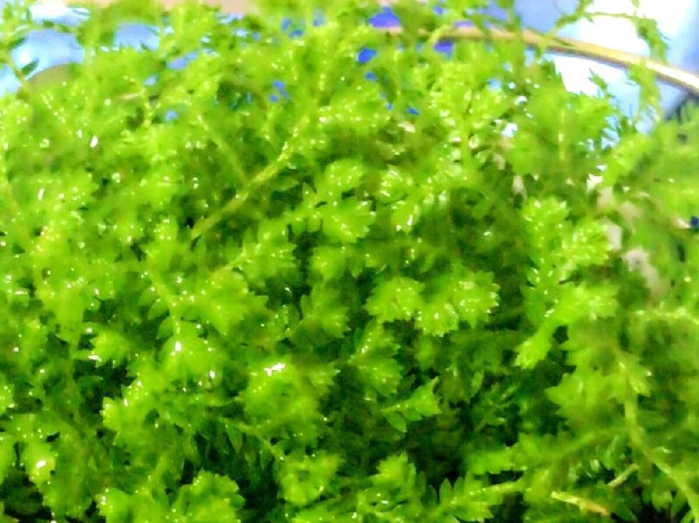 セラギネラ　葉　収穫