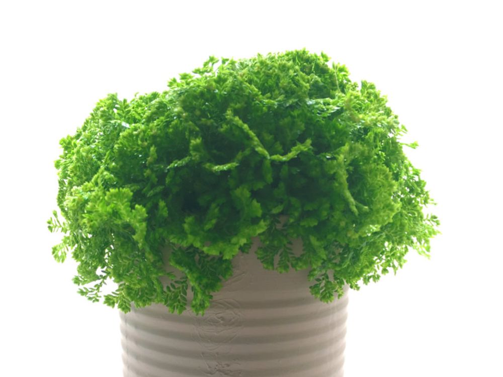 セラギネラ　鉢植え　葉