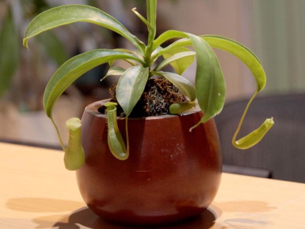 ウツボカズラ　鉢植え