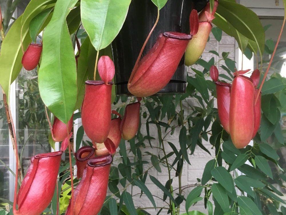 ウツボカズラ　赤い房