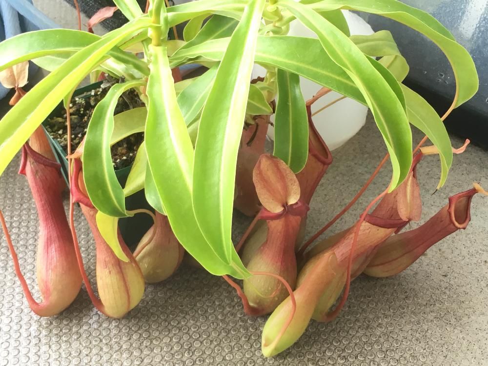 ウツボカズラ　鉢植え　房