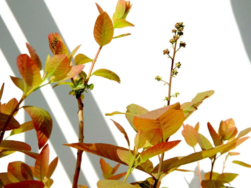 Photo by ハルヒツジさん