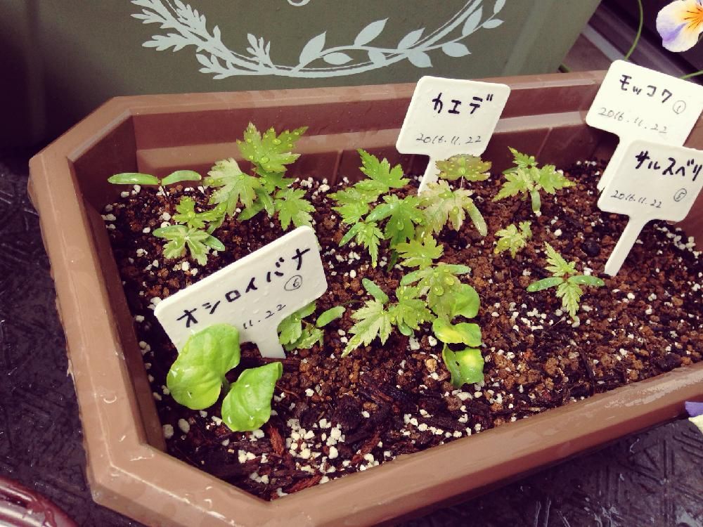 オシロイバナ　プランター